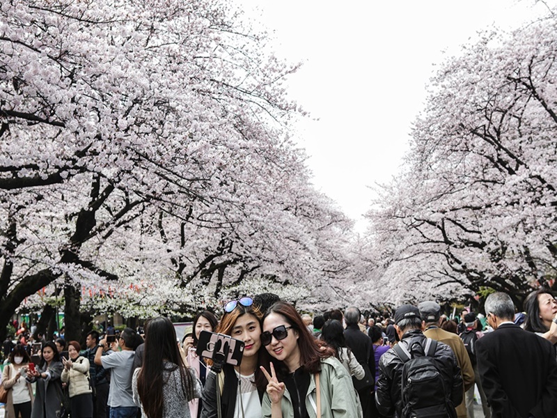 images/cherry-blossom-japan-1.jpg