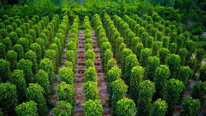 Cơ sở vườn tiêu Phú Quốc