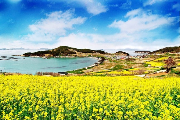 Những cánh đồng hoa cải đẹp tuyệt tại Hàn Quốc - đảo Cheongsan, Jeonnam