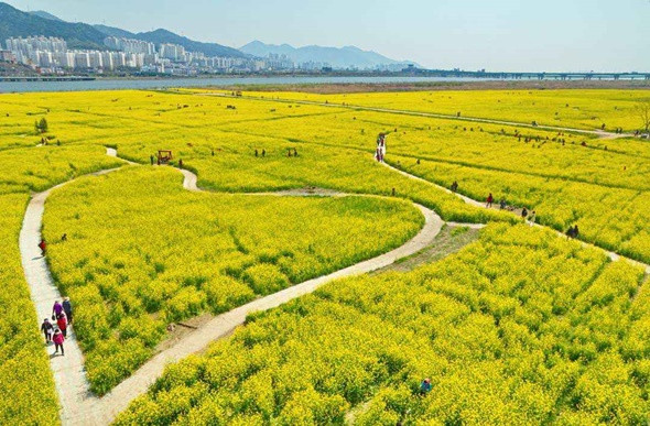 Những cánh đồng hoa cải đẹp tuyệt tại Hàn Quốc - công viên Daejeo, Busan