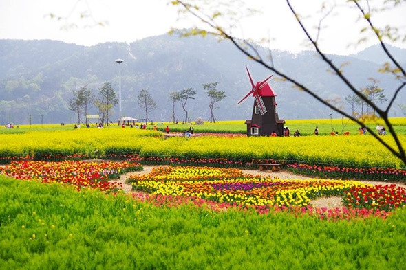 Những cánh đồng hoa cải đẹp tuyệt tại Hàn Quốc - Namji, Gyeongnam