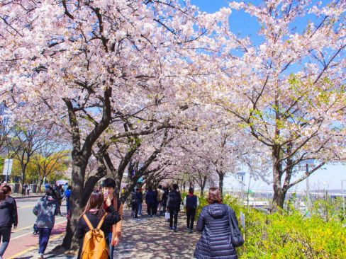 Tour Hà Nội - Hàn Quốc Tết 2026: Busan | Seoul | Incheon 6N5Đ