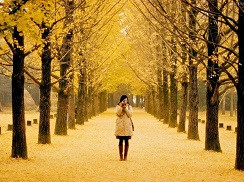 Tour Hàn Quốc 5N4Đ | Seoul | Nami | Wolmindo | Everland
