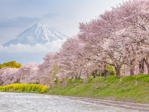 Tour Nhật Bản | Shirakawago | Takayama | Yamanashi | Tokyo