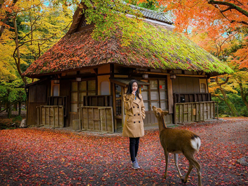 Tour du lịch: Nhật Bản Nara | Kobe | Kyoto | Osaka | Izumisano