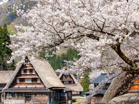 Tour Nhật Bản: Shirakawago | Takayama | Yamanashi | Tokyo