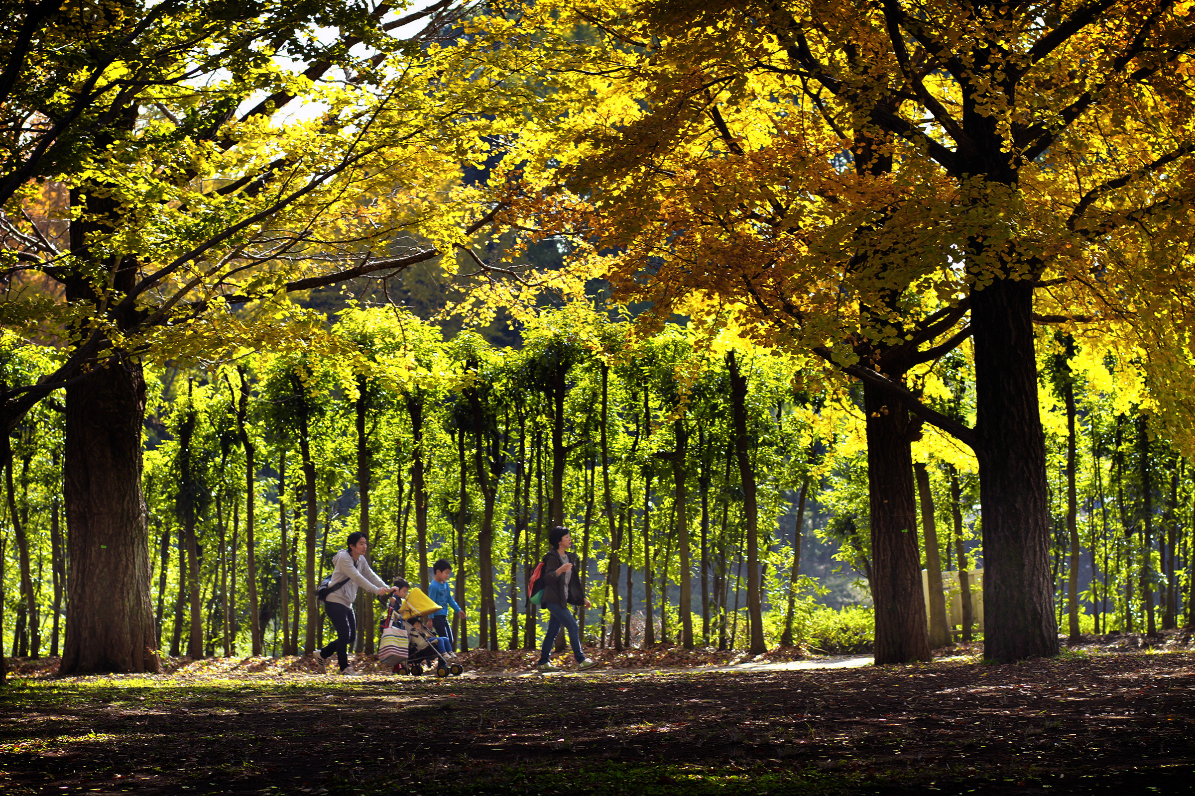 Công viên Shinjuku Gyoen - một trong những công viên đa dạng nhất của Tokyo - ảnh 7