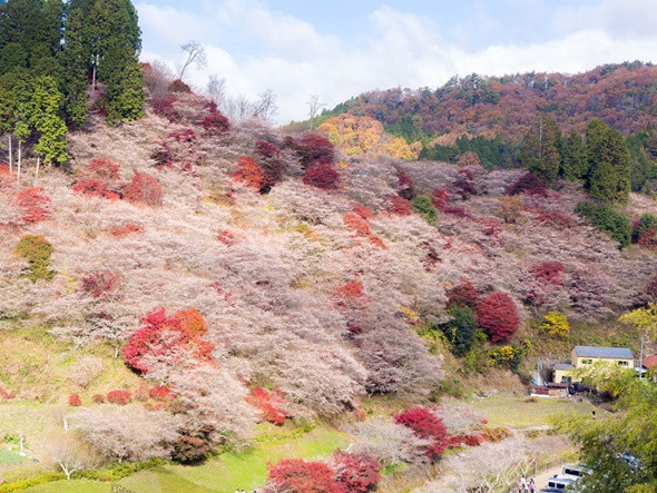 khoảng thời gian làng Obara diễn ra lễ hội hoa anh đào Shikizakura, đẹp đến mê đắm lòng người