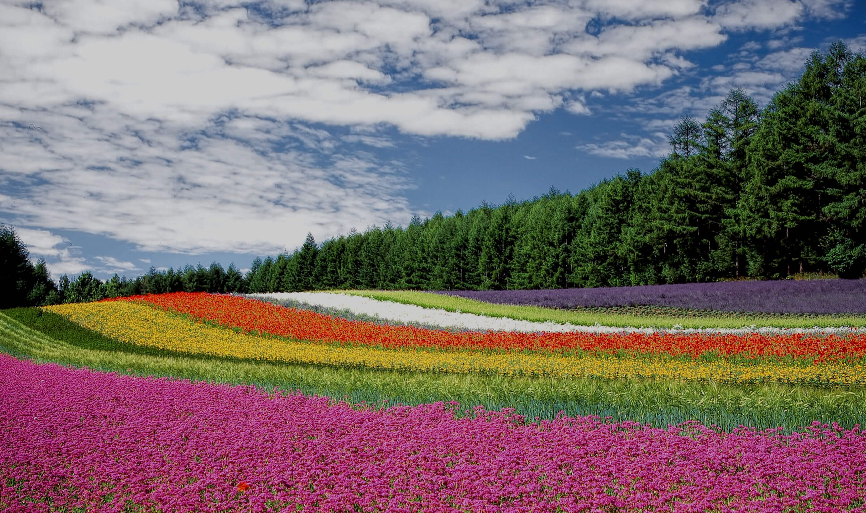 Những địa điểm ngắm hoa oải hương nổi tiếng tại Nhật Bản - Ảnh 4