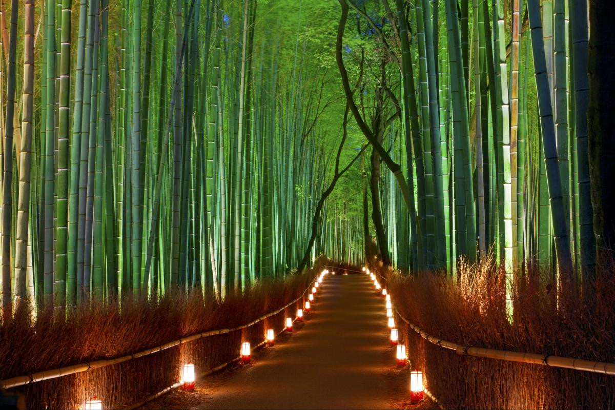 Du lịch Nhật Bản ghé thăm rừng tre Sagano nổi tiếng ở cố đô Kyoto