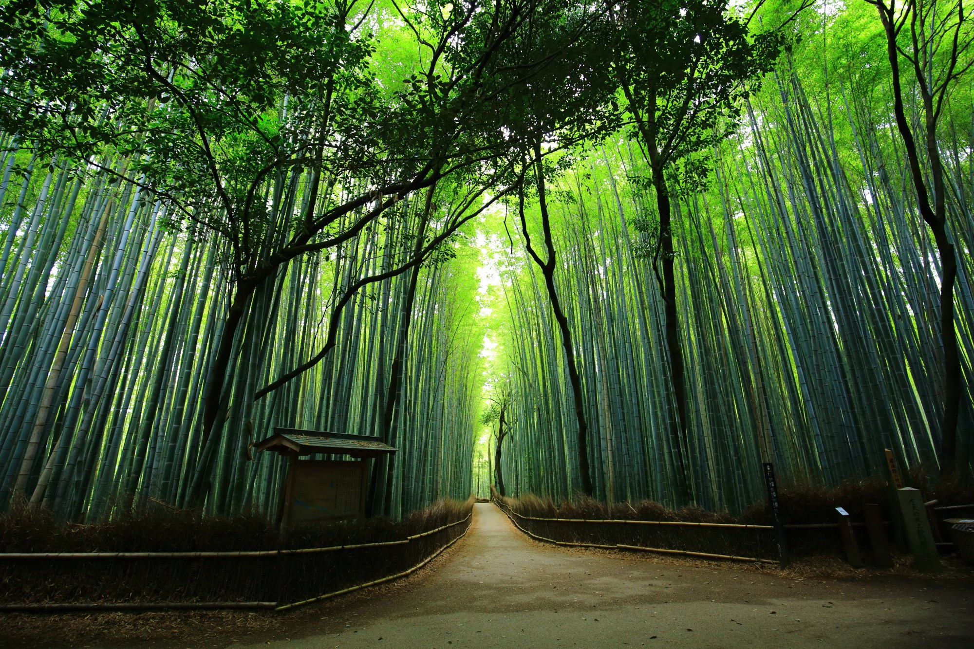Rừng tre Sagano là một trong những địa điểm tham quan không thể bỏ qua trong hành trình viếng thăm cố đô Kyoto 