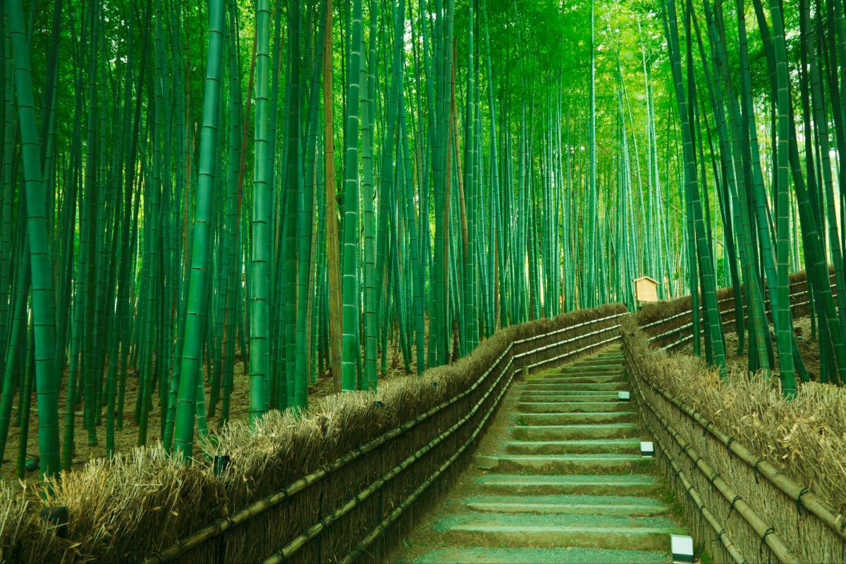 Rừng tre Sagano nằm ở phía tây bắc lưu vực sông ở cố đô Kyoto, thu hút khách du lịch Nhật Bản bởi vẻ đẹp bạt ngàn 