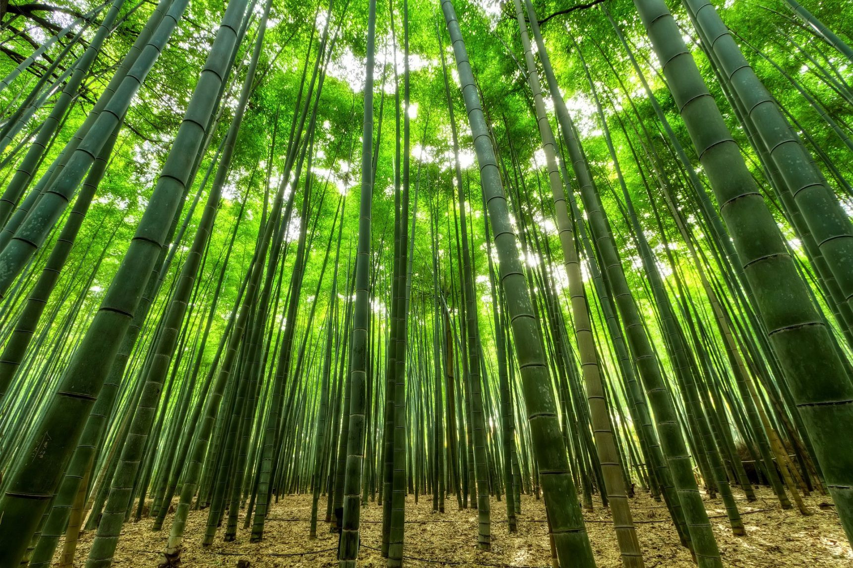 Với diện tích 16 km vuông, đây là một trong những môi trường tự nhiên đẹp nhất ở Nhật Bản