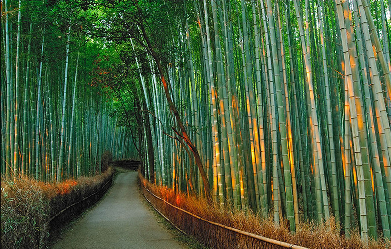  Sắc vàng nổi bật của mùa thu Nhật Bản hòa quyện với sắc xanh của tre