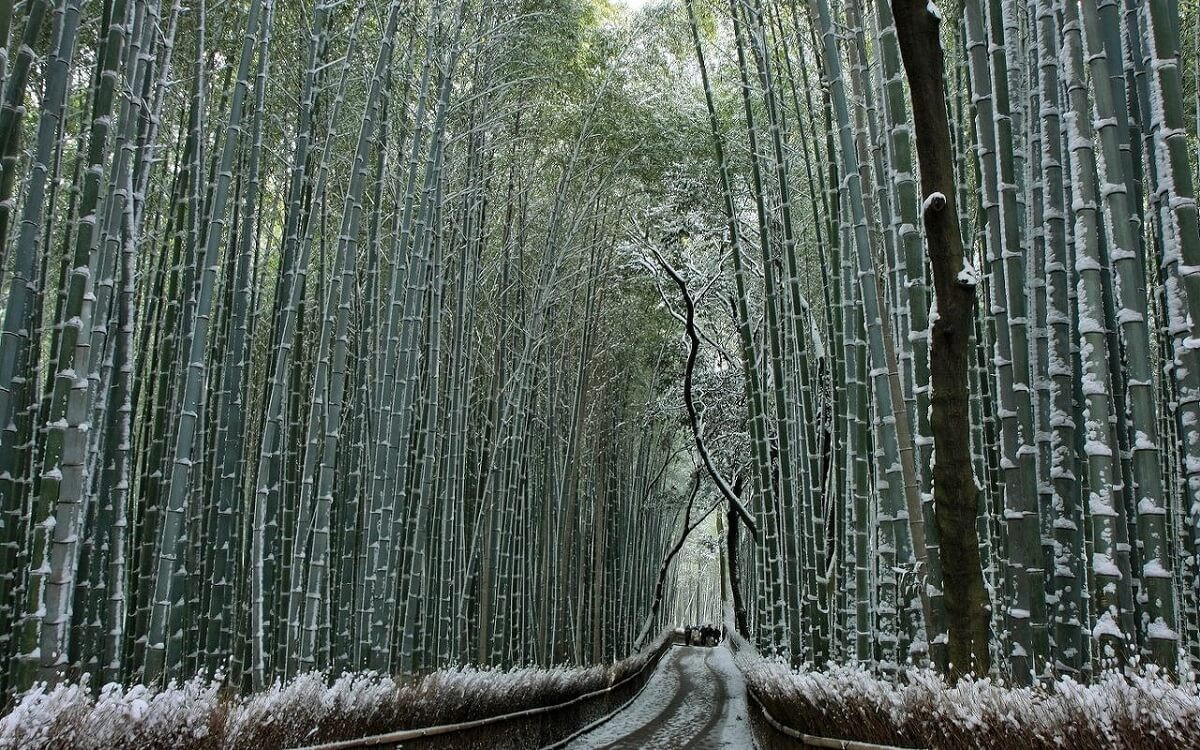Mùa đông tại rừng tre Sagano, lúc ấy tuyết trắng sẽ phủ kín lối đi và ngay cả trên thân tre