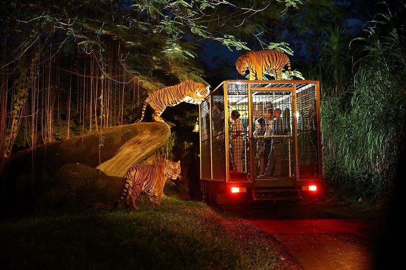 vuon-thu-dem-night-safari-singapore