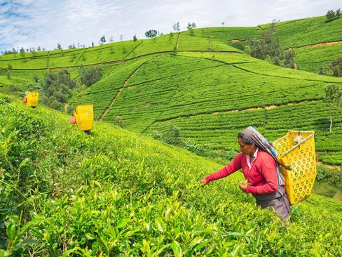 Tour Du Lịch Sri Lanka 7N6Đ | Khám phá Hòn Ngọc Ấn Độ Dương