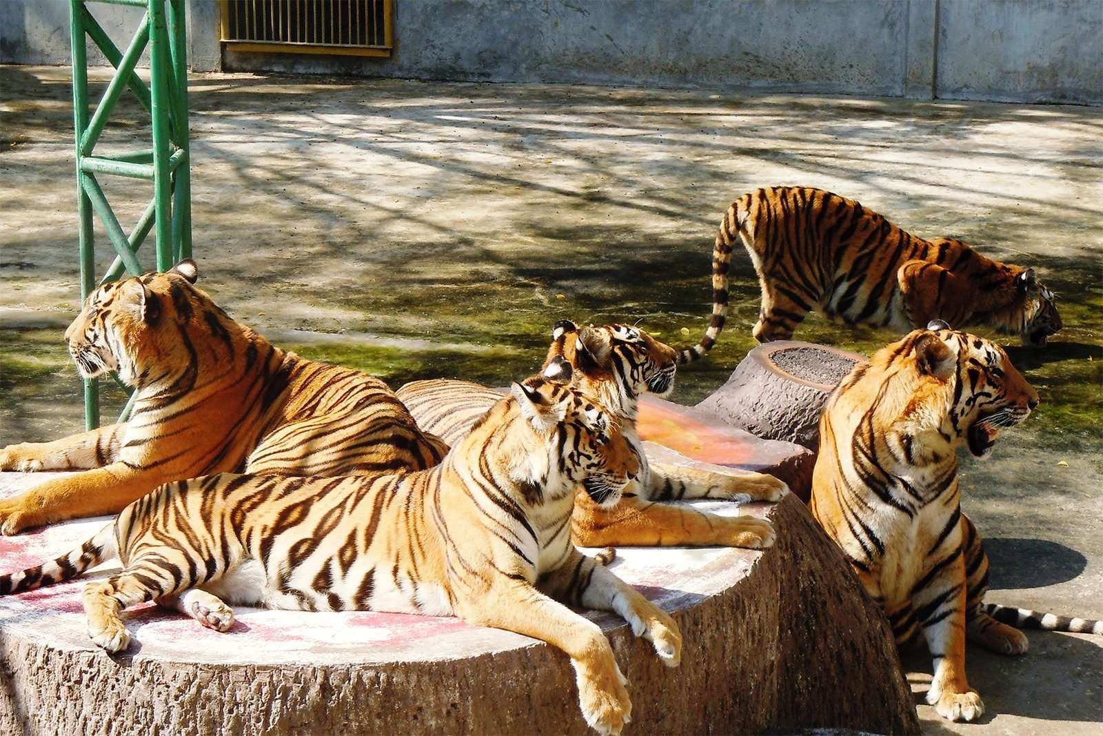 Hành trình tìm hiểu và khám phá công viên Sriracha Tiger Zoo - ảnh 10
