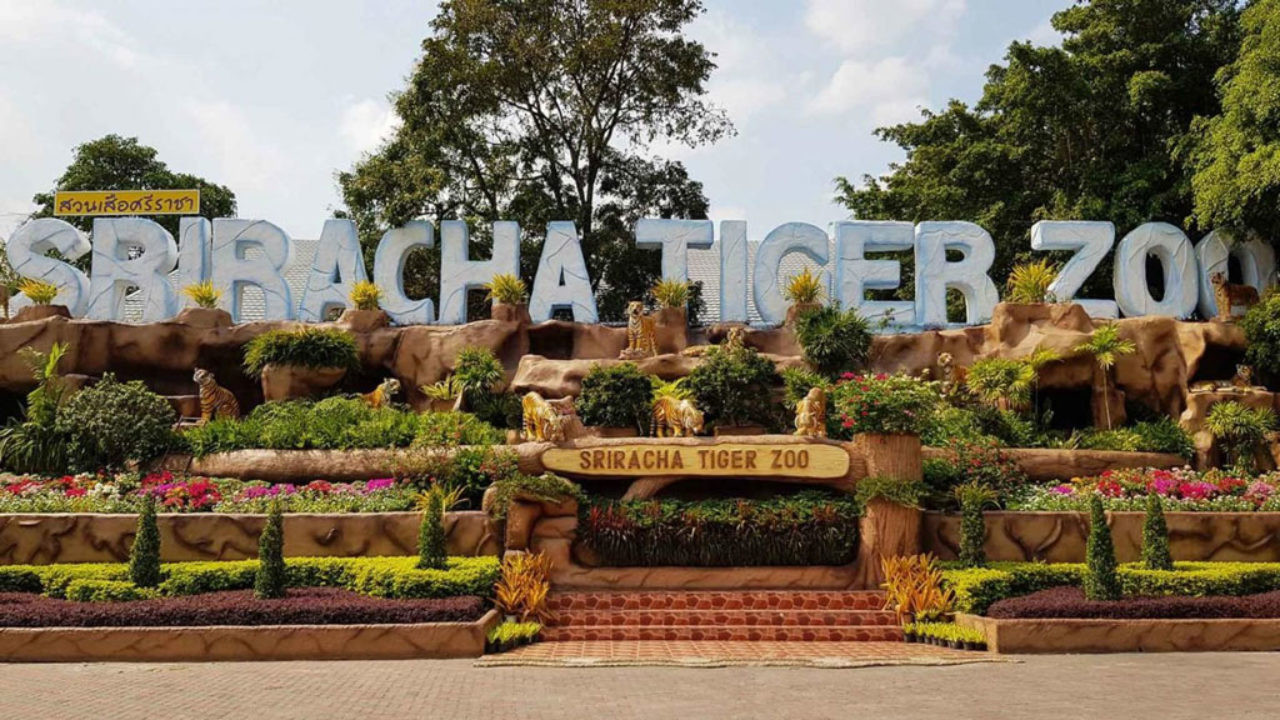 Hành trình tìm hiểu và khám phá công viên Sriracha Tiger Zoo - ảnh 11