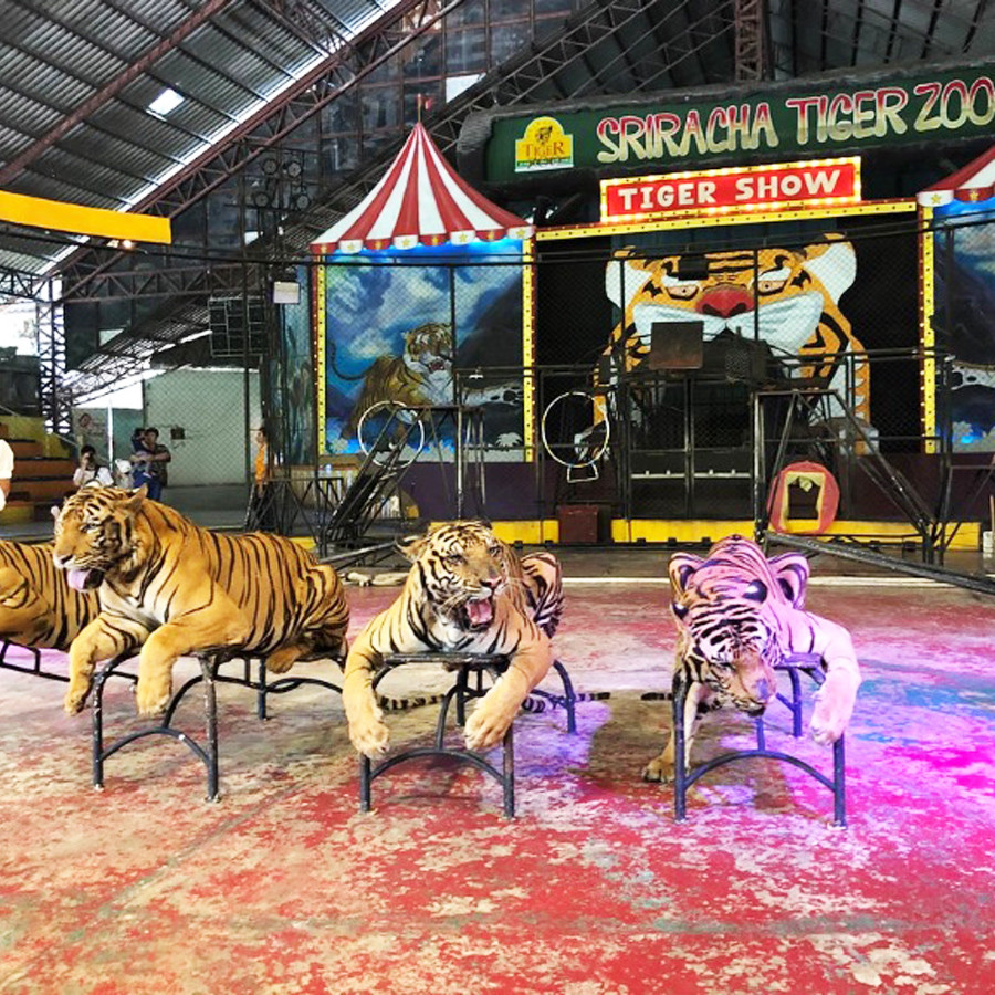 Hành trình tìm hiểu và khám phá công viên Sriracha Tiger Zoo - ảnh 4