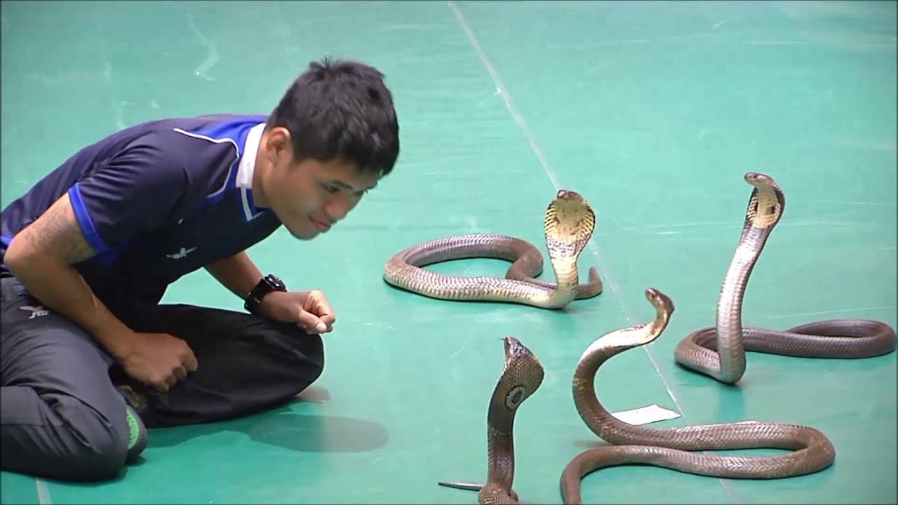 Trải nghiệm đáng nhớ với xiếc rắn khi du lịch Thái Lan