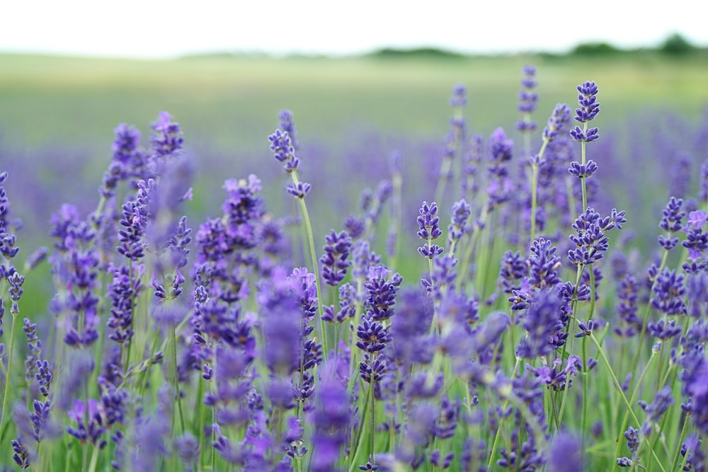 Vẻ đẹp thơ mộng của những cánh đồng hoa Lavender ở Pháp - ảnh 1
