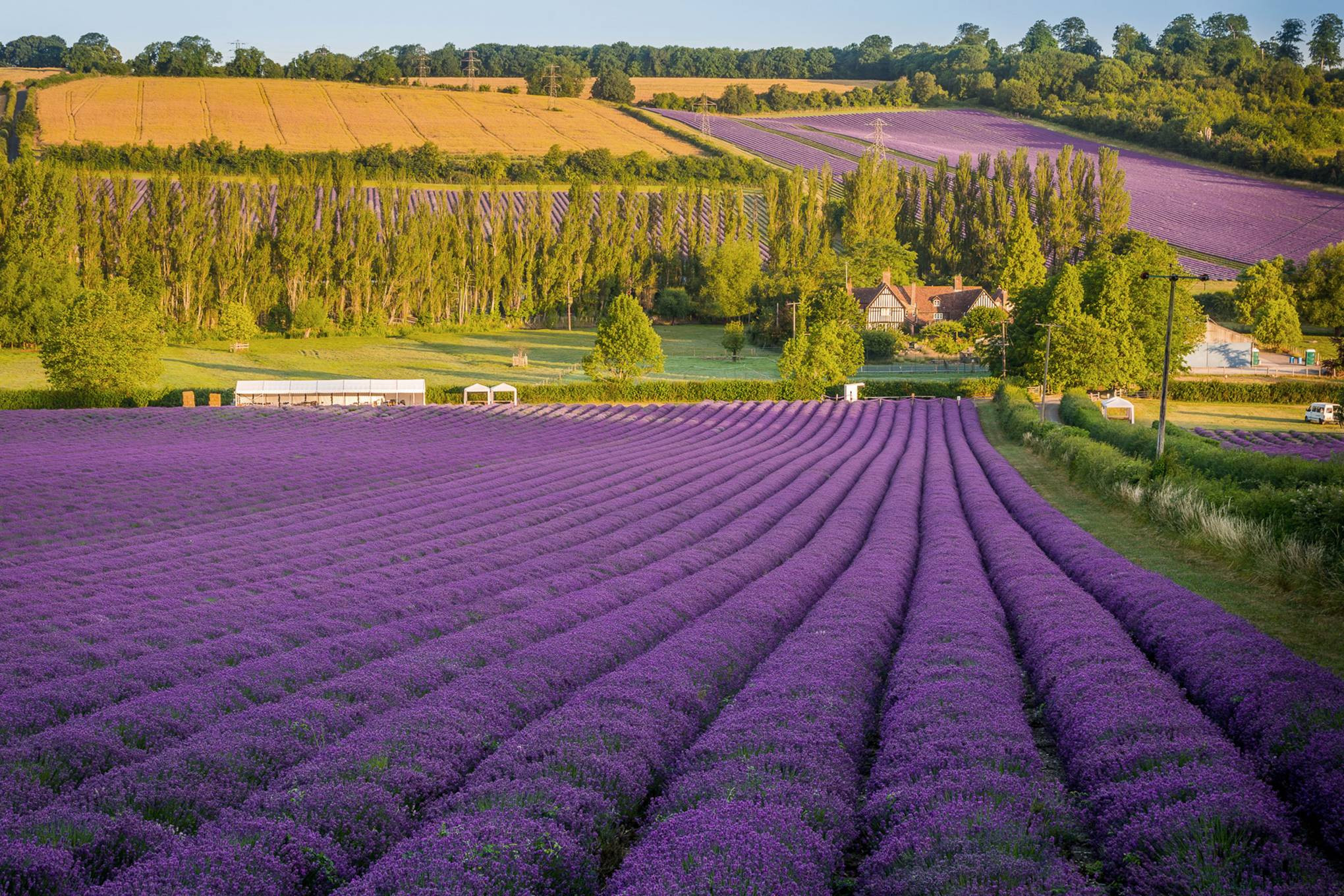 Hương thơm ngào ngạt của lavender Pháp sẽ được tái hiện trong bức ảnh này. Lavender với màu tím trầm ấm, có khả năng làm dịu đi những căng thẳng trong cuộc sống của bạn. Hãy để bức ảnh này mang đến cho bạn cảm giác thoải mái, yên bình.