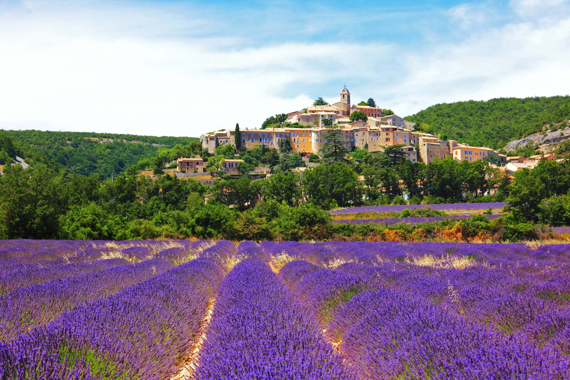 Vẻ đẹp thơ mộng của những cánh đồng hoa Lavender ở Pháp - ảnh 9