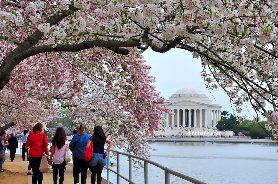 Trải nghiệm đáng nhớ tại lễ hội hoa anh đào Jefferson Memorial Washington D.C - ảnh 1