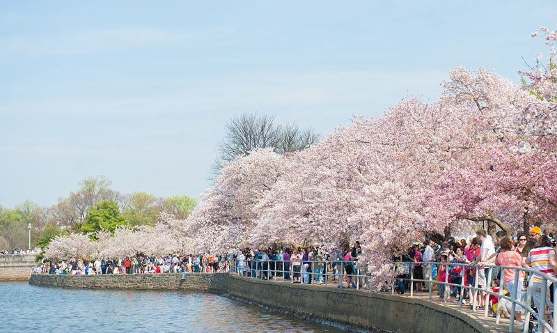 Trải nghiệm đáng nhớ tại lễ hội hoa anh đào Jefferson Memorial Washington D.C - ảnh 2