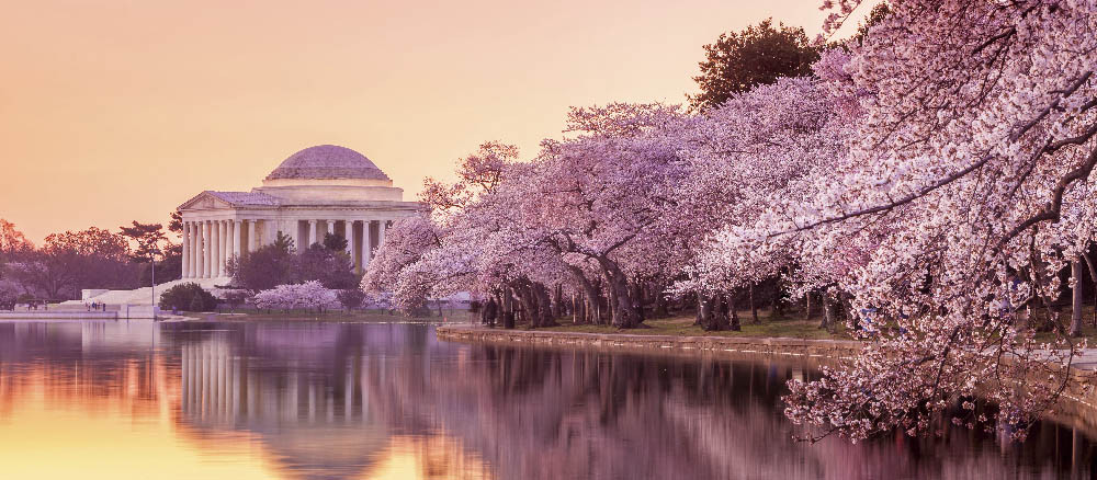 Trải nghiệm đáng nhớ tại lễ hội hoa anh đào Jefferson Memorial Washington D.C - ảnh 3