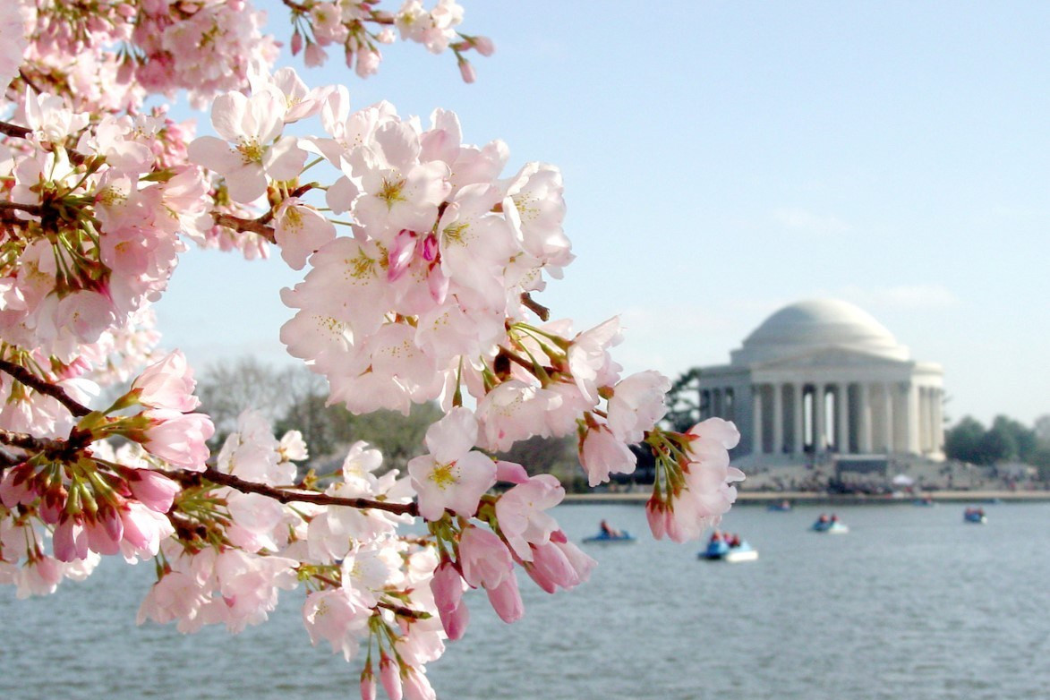 Trải nghiệm đáng nhớ tại lễ hội hoa anh đào Jefferson Memorial Washington D.C - ảnh 4
