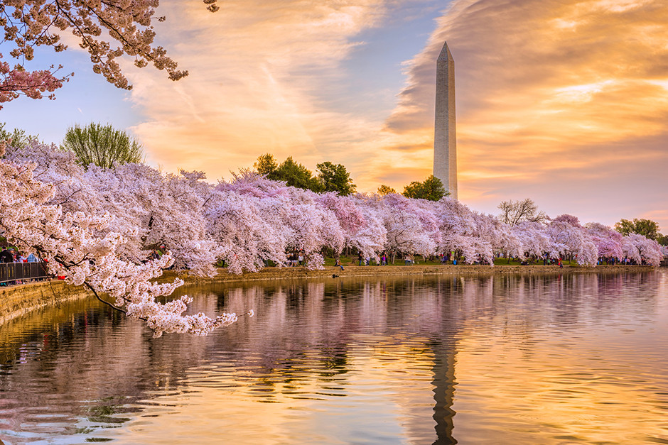 Trải nghiệm đáng nhớ tại lễ hội hoa anh đào Jefferson Memorial Washington D.C - ảnh 5