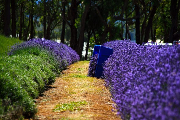 Xiêu lòng trước cánh đồng hoa oải hương đẹp mơ màng ở Úc - ảnh 3