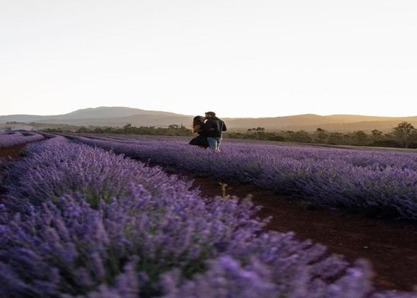Xiêu lòng trước cánh đồng hoa oải hương đẹp mơ màng ở Úc - ảnh 4