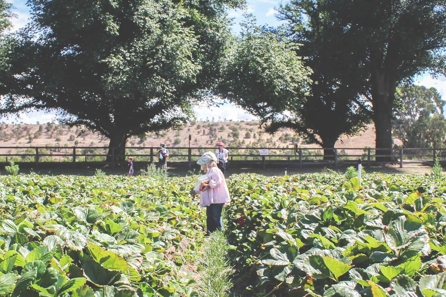 Du lịch Úc 6 ngày 5 đêm - Bacchus Marsh 2