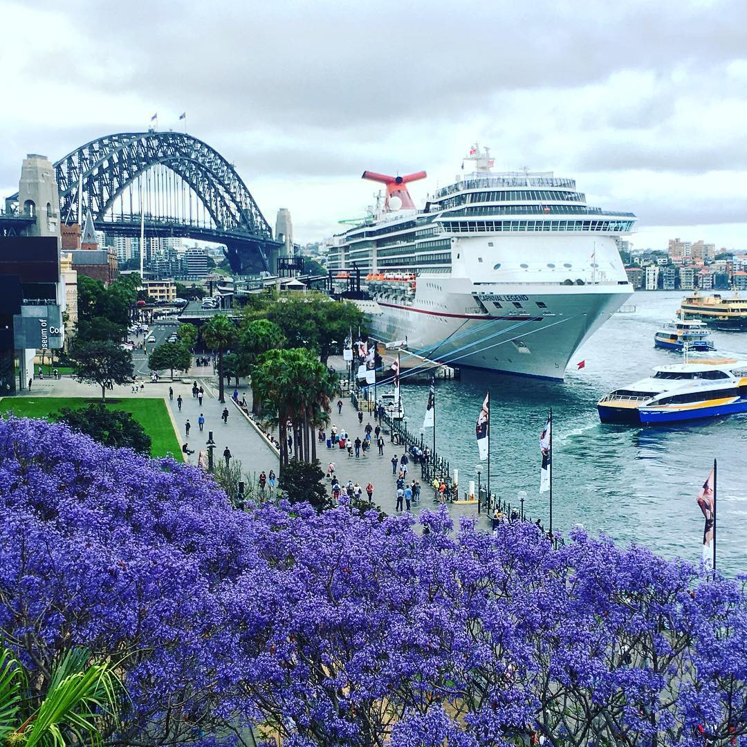 Sắc hoa phượng tím Jacaranda làm say lòng khách du lịch Úc - ảnh 1