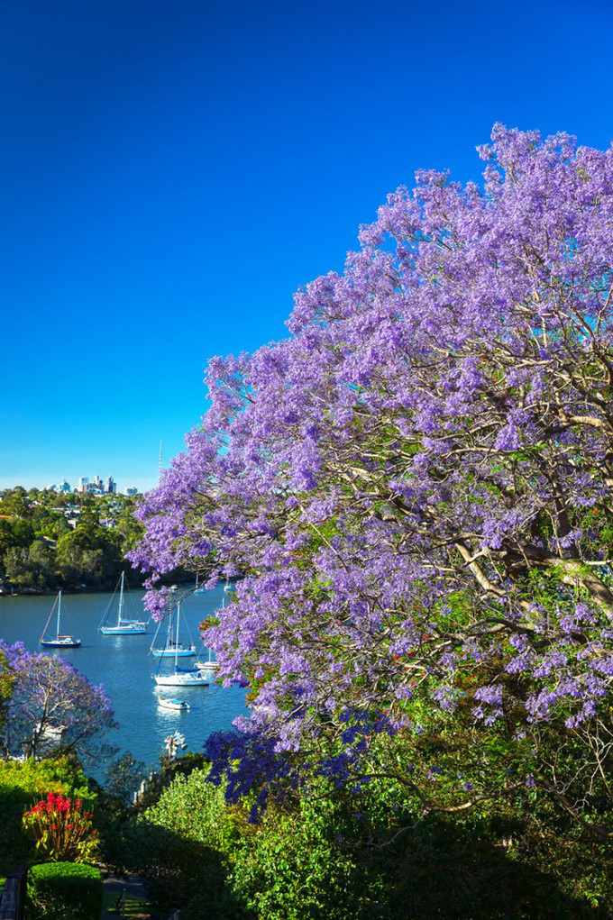 Sắc hoa phượng tím Jacaranda làm say lòng khách du lịch Úc - ảnh 9