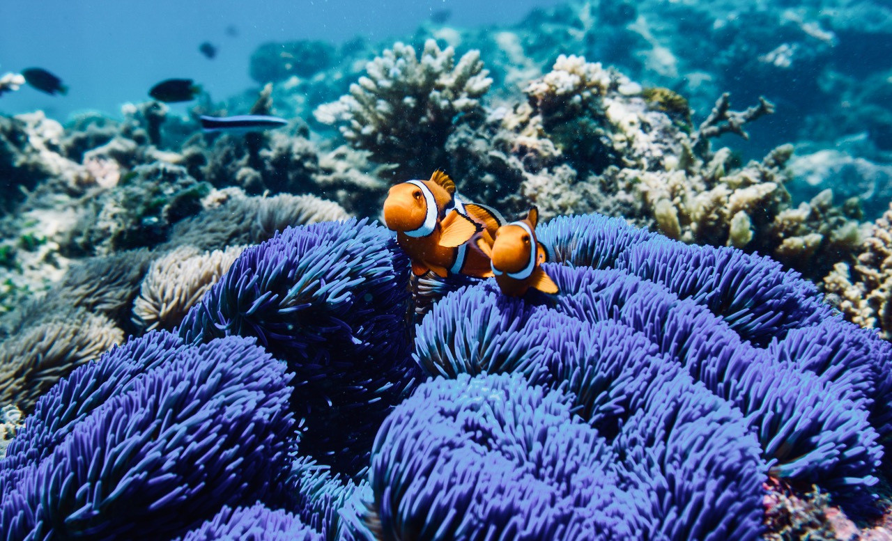 Du lịch hè Úc tận mắt ngắm nhìn dải san hô rộng lớn Great Barrier Reef