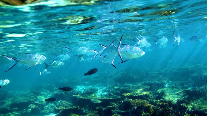 Rạn san hô Ningaloo