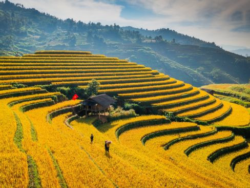 Tour Yên Bái | Tú Lệ | Mù Cang Chải | Sapa | Bắc Hà | Mùa Lúa Chín