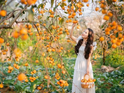 Tour Hà Nội | Mộc Châu | Đồi Chè | Cầu Kính Bạch Long 