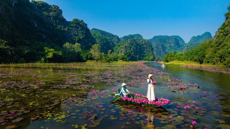 Hoa súng uốn lượn hai bên bờ sông tuyệt đẹp