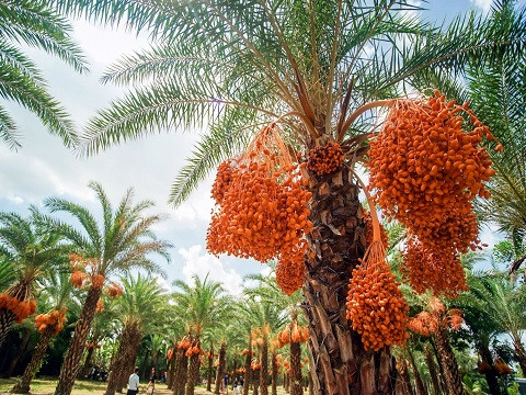 Sa Đéc | Vườn Chà Là (1N)