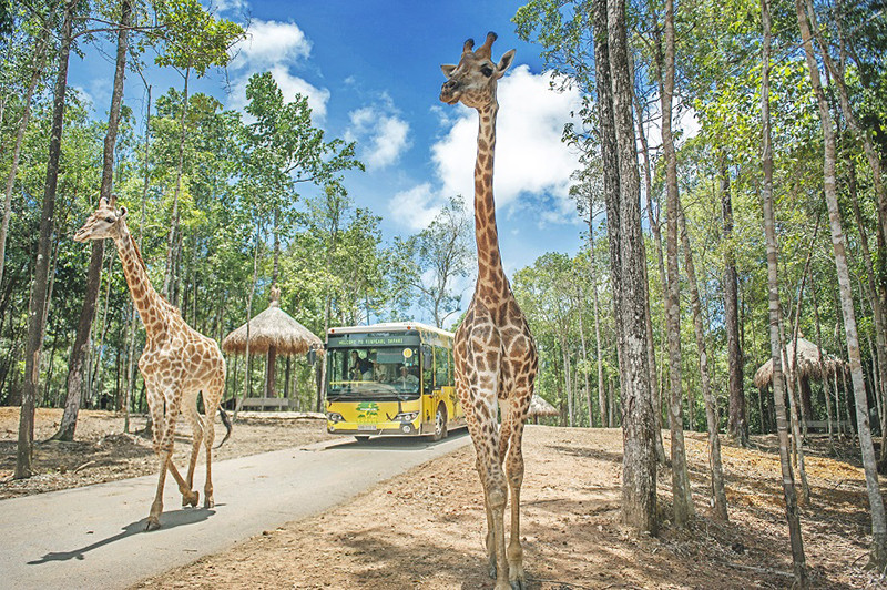 Vườn quốc gia VinpearlSafari Phú Quốc được thiết kế dựa theo mô hình safari nổi tiếng trên thế giới