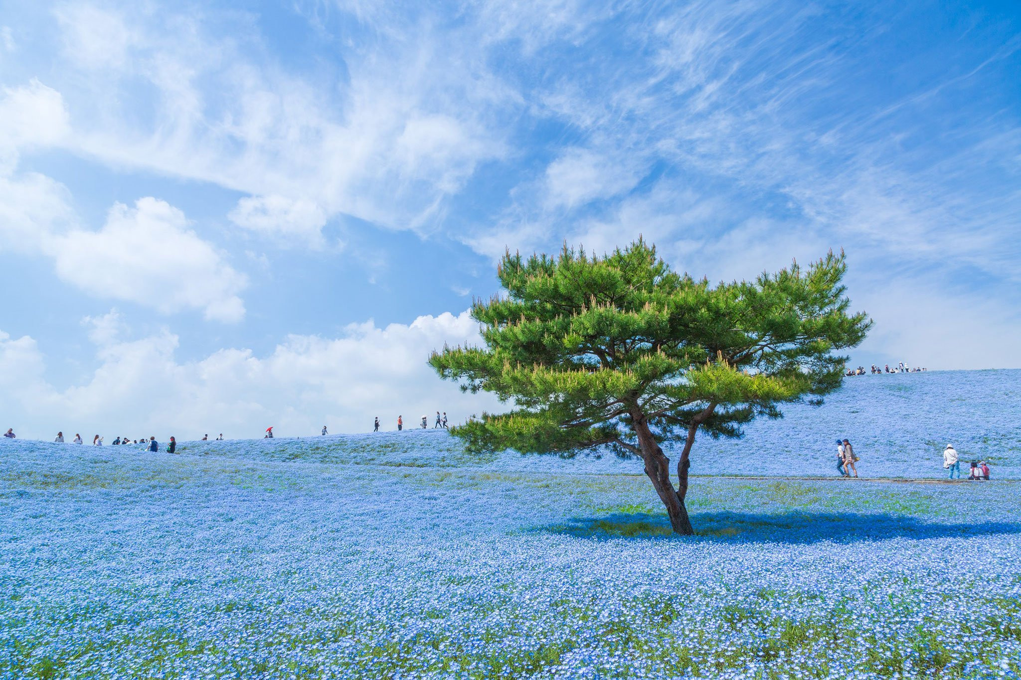Danh sách 6 địa điểm "sống ảo" không thể bỏ qua khi đến nước Nhật - ảnh 5
