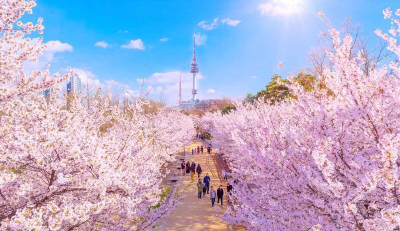 Mùa hoa anh đào Hàn Quốc