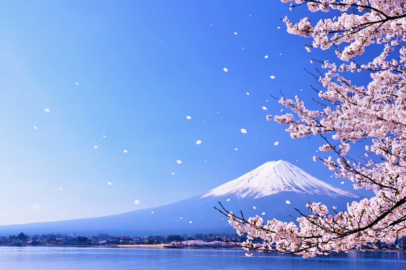 Mùa hoa anh đào Núi Phú Sĩ