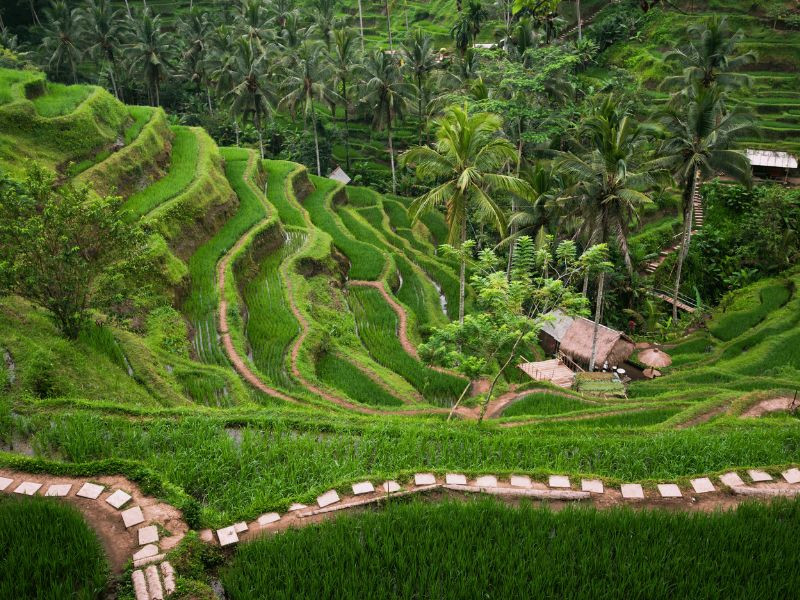 Những ruộng bậc thang - Xanh mướt đồng đều