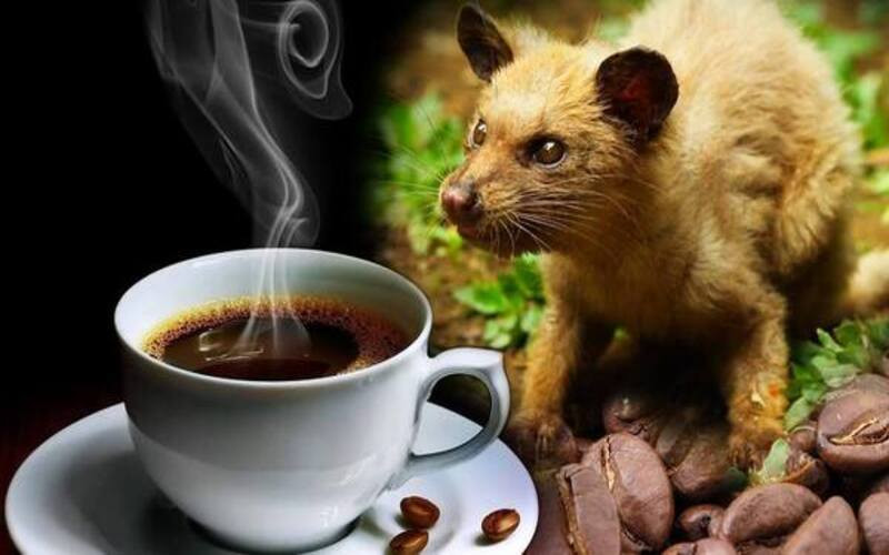 Cà phê Luwak - đậm đà hương vị của Bali 